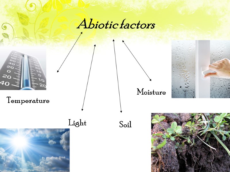 Abiotic factors   Temperature    Moisture   Light  